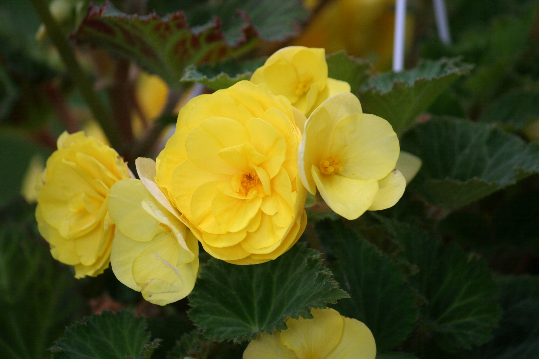 Slideshow image 2