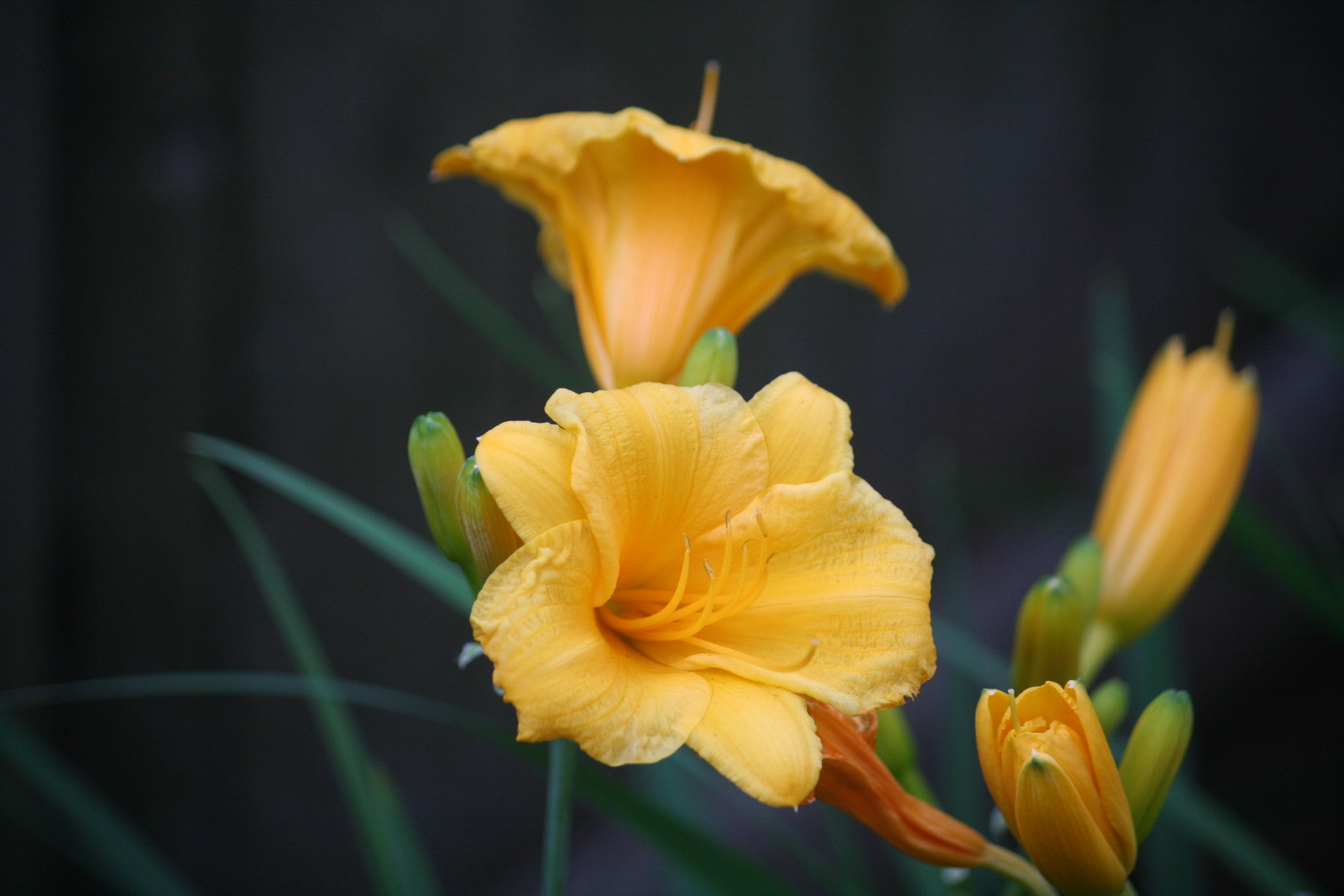 Slideshow image 4