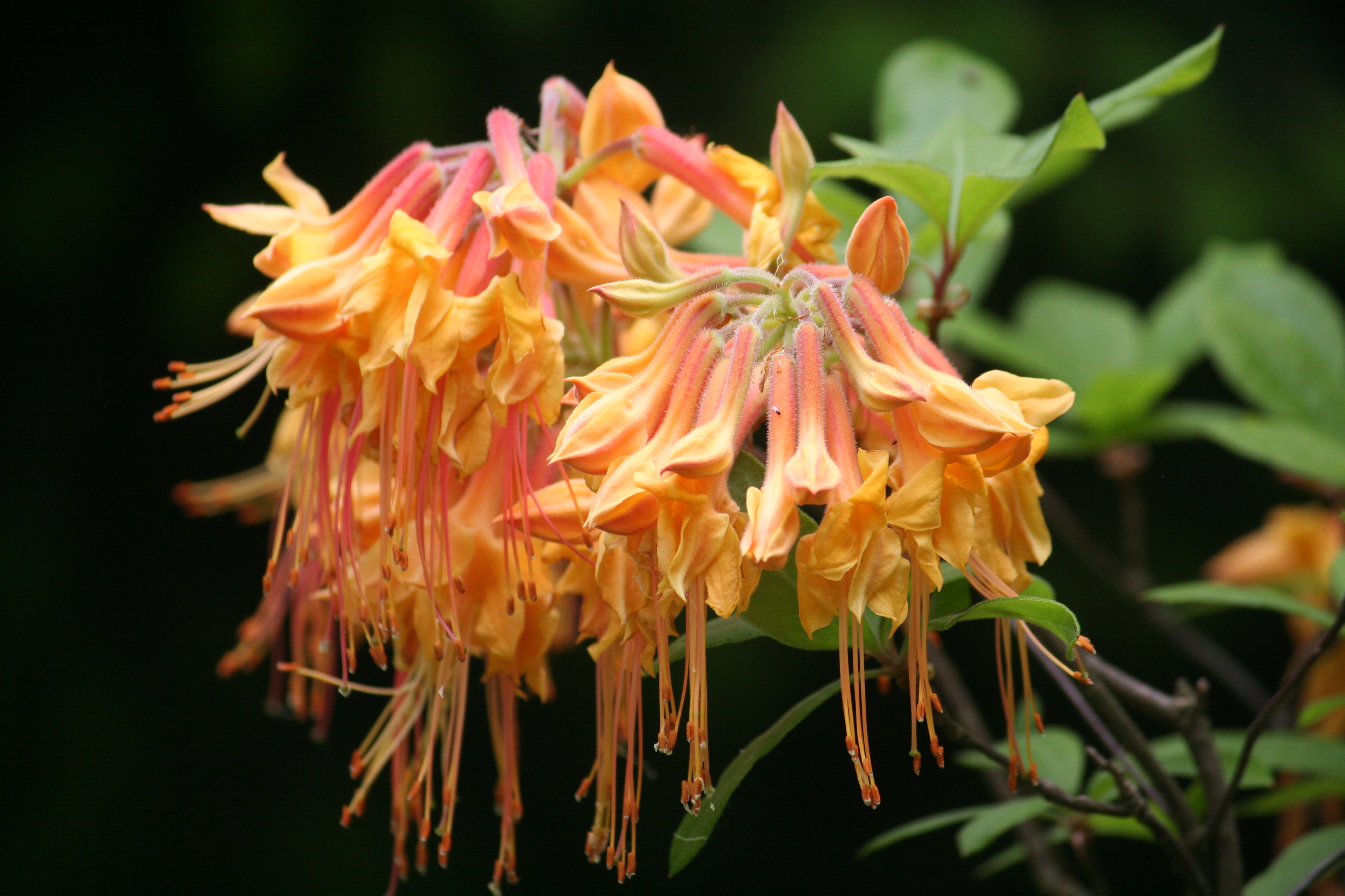 Slideshow image 5